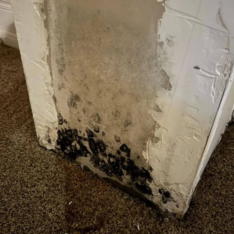 Professional Mold Removal in Tucson Estates, AZ